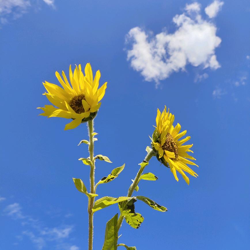 那里都有王胖子