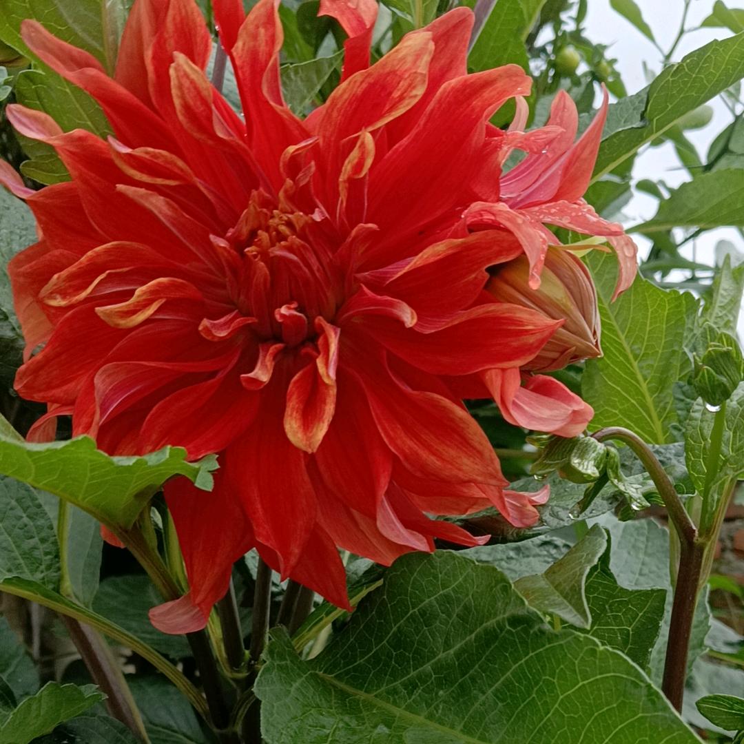 美好明天