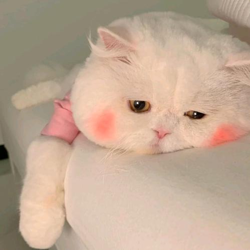 王哥哥