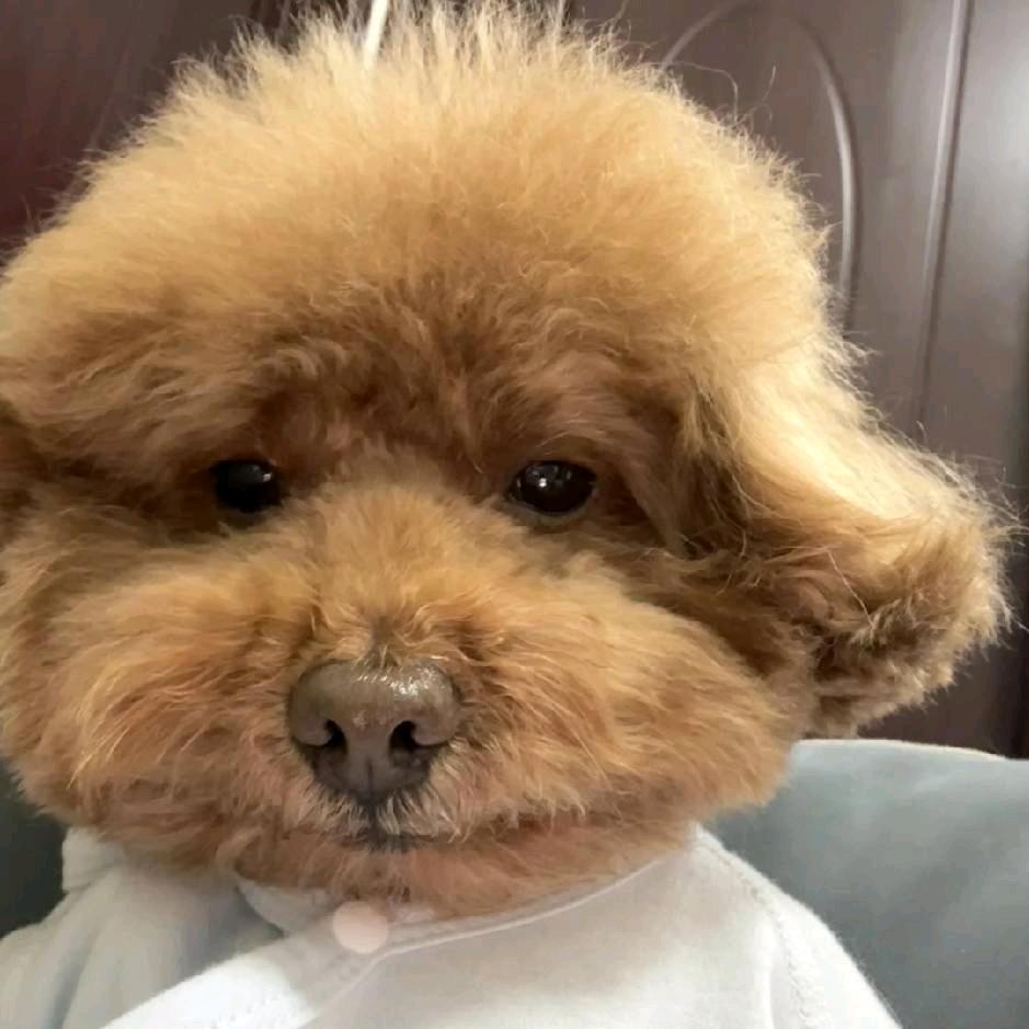 爱吃鱼丸的土豆党