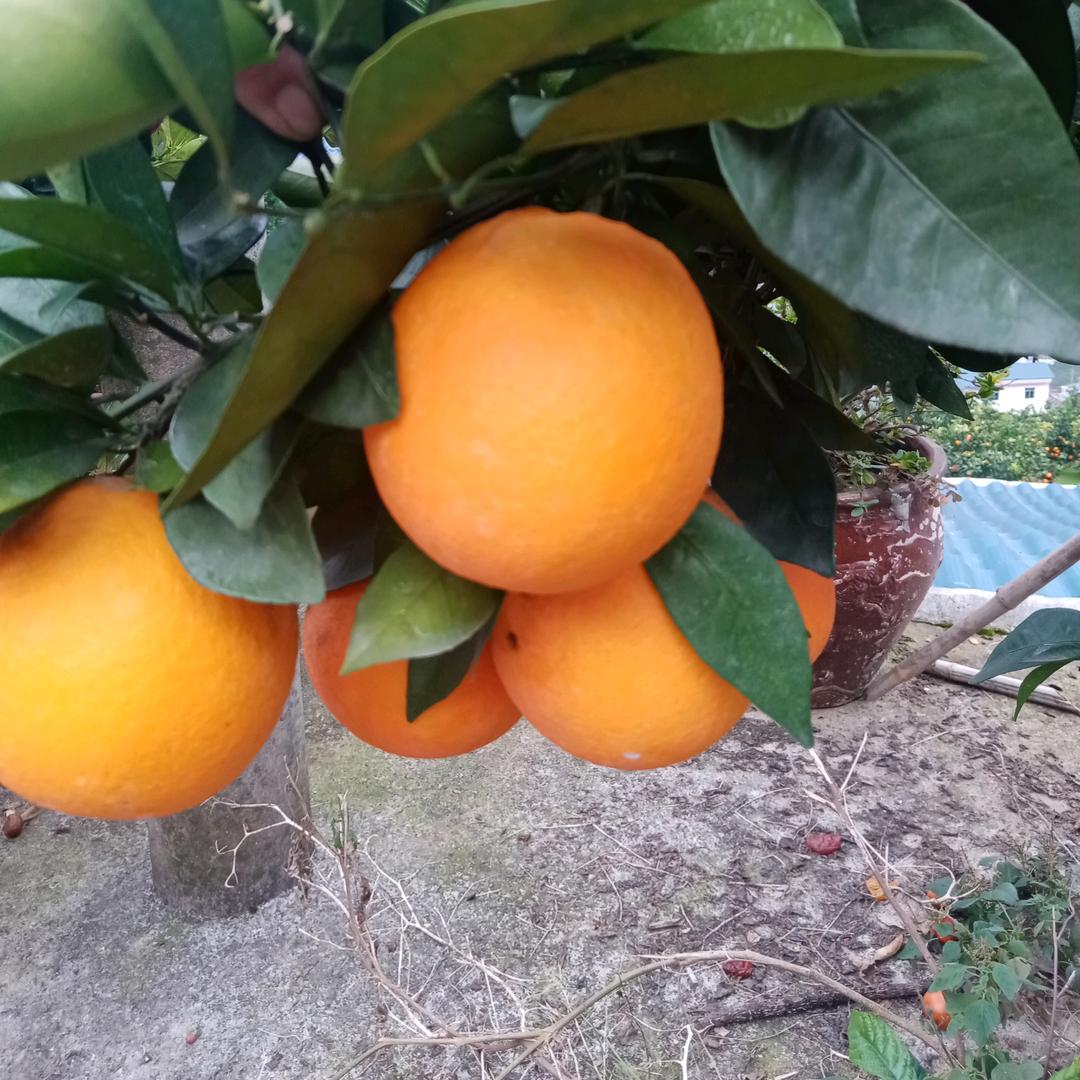 俊康