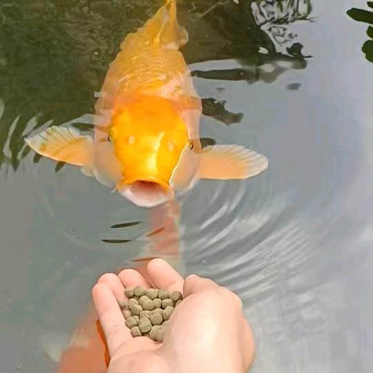 贺州市鱼池建造