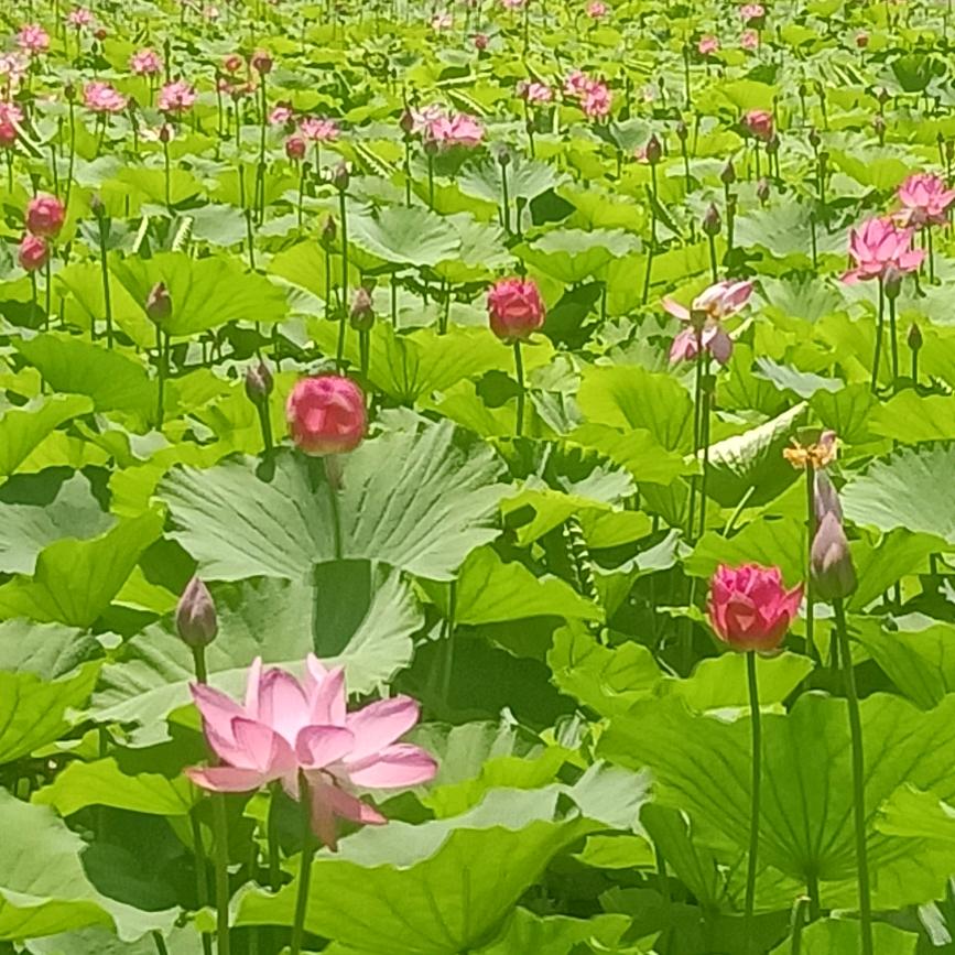 你别说！我懂