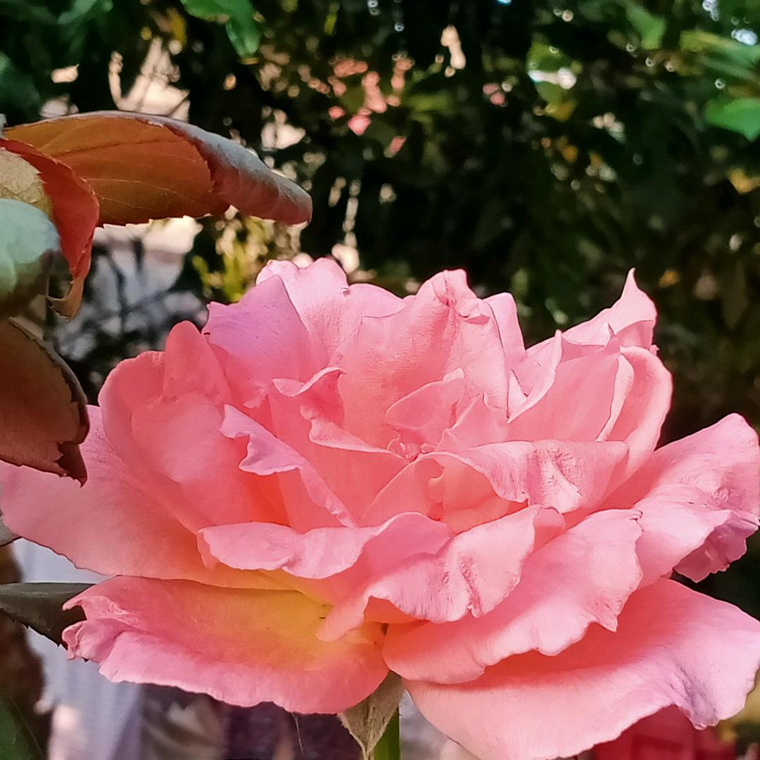 🌻好运加满🌻