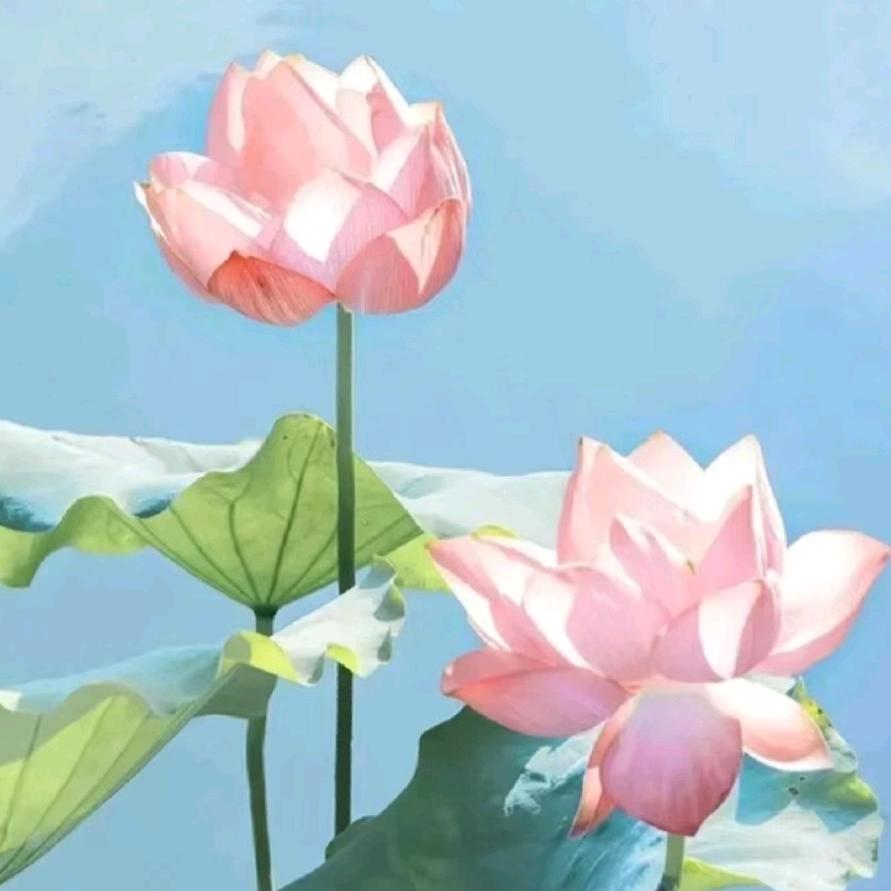 明月千里