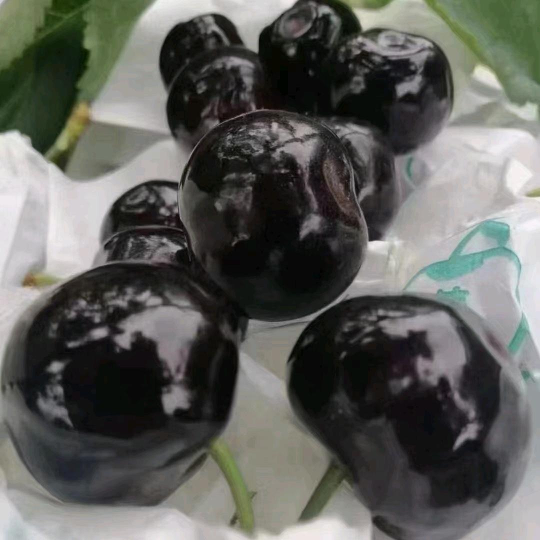 叙利亚番茄贩子