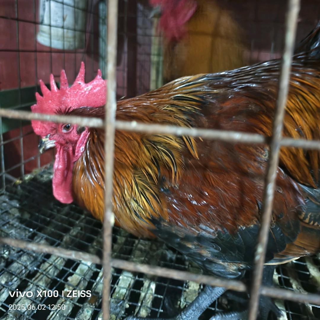 亲家母活鸡，活鱼点杀，批发零售