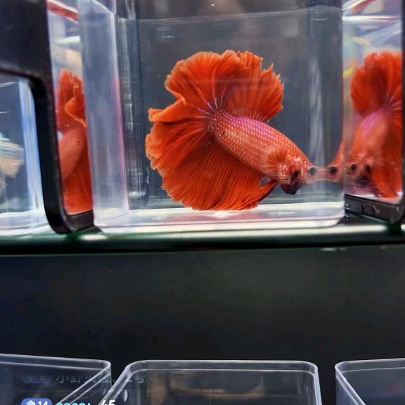 鱼你艺起！！！