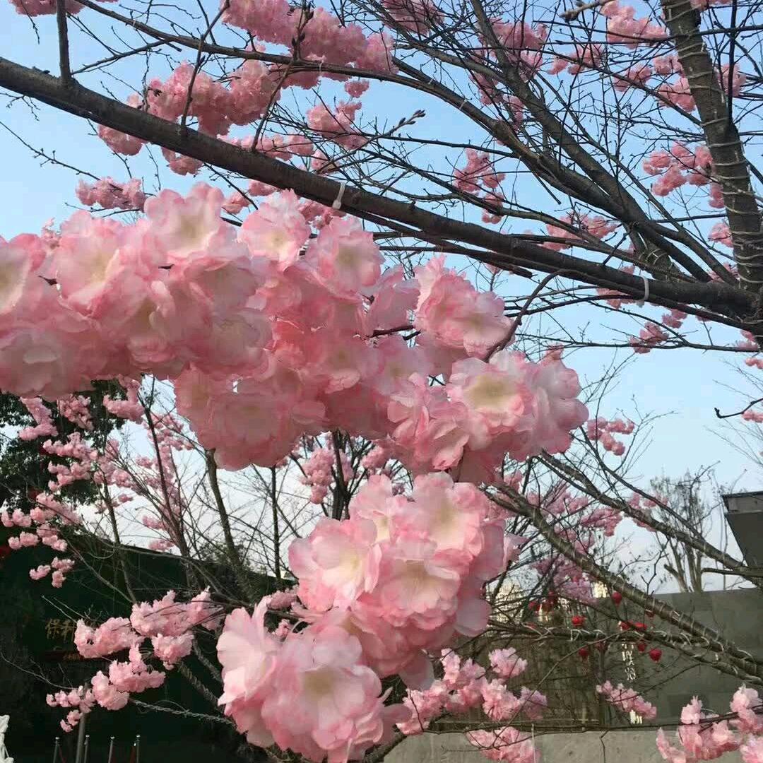 阳光明媚