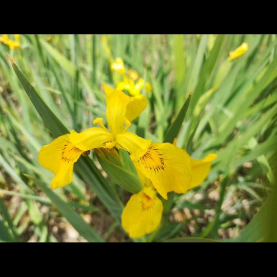 🌈 清风拂柳🌈