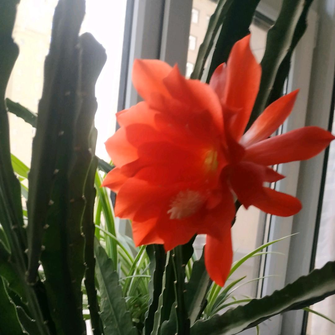 宁阳中达社区广场舞爱好者