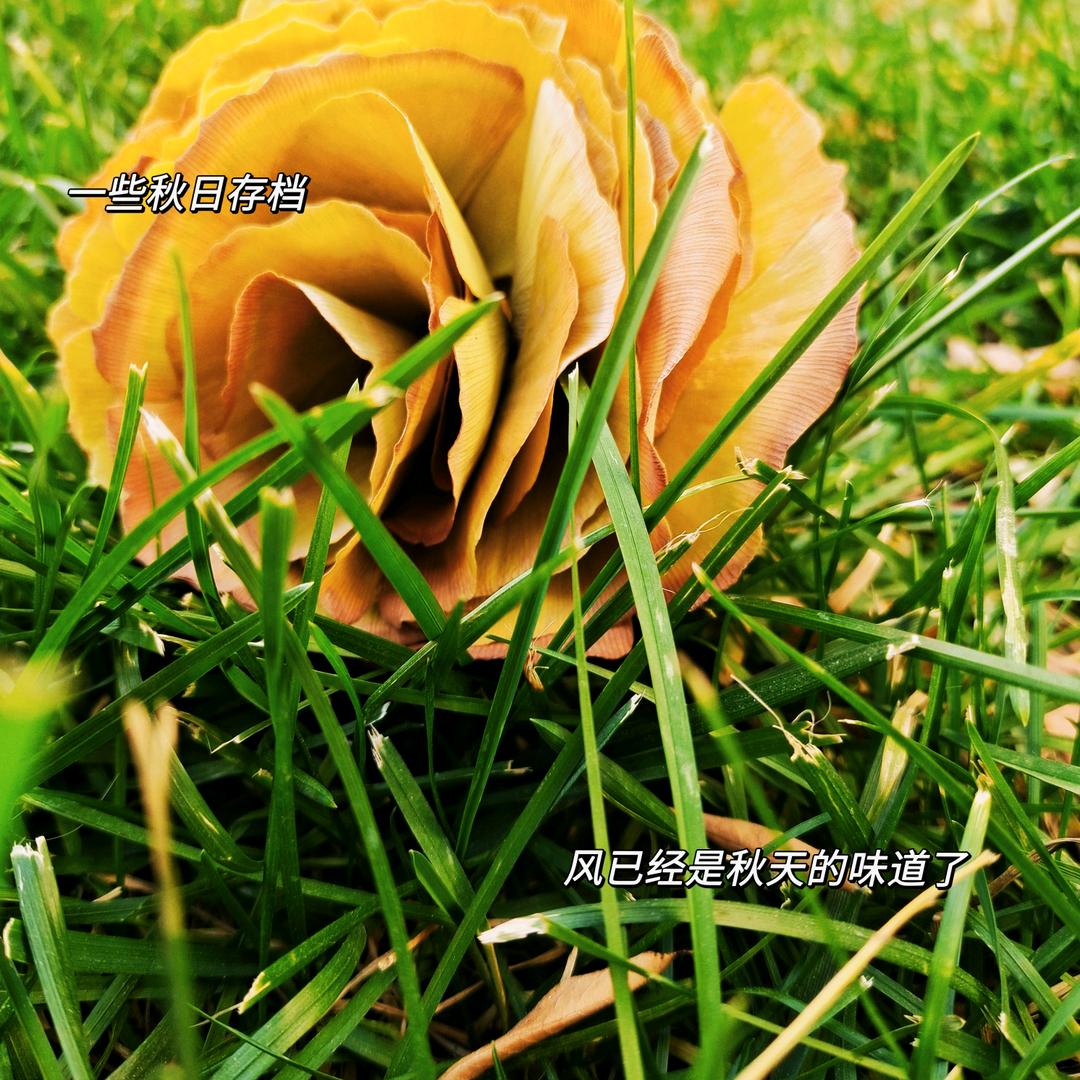 指尖笑