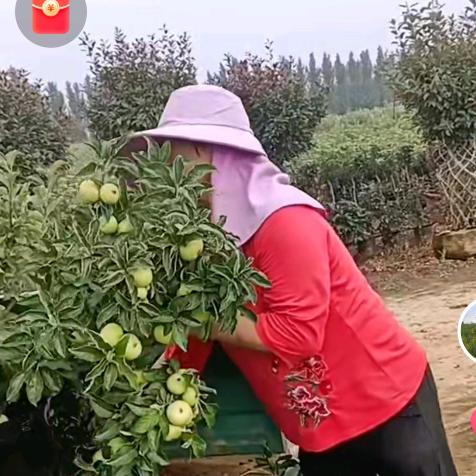 敏敏花卉园艺