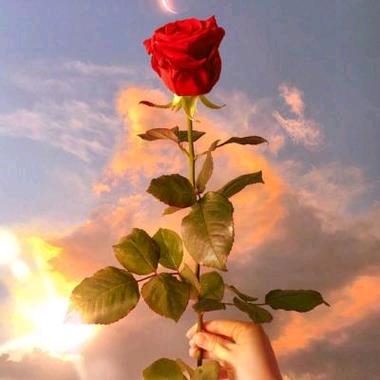 啄木乌品牌优选