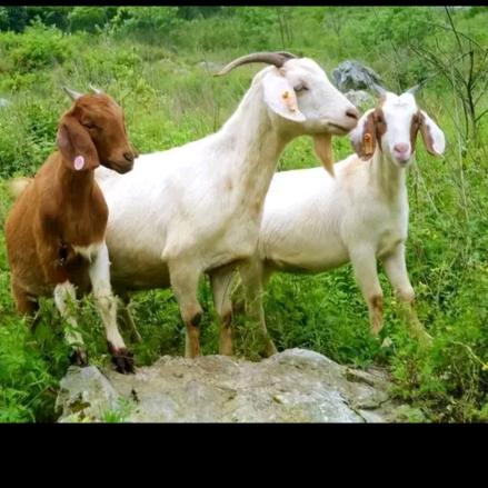 渔沟活羊交易市场