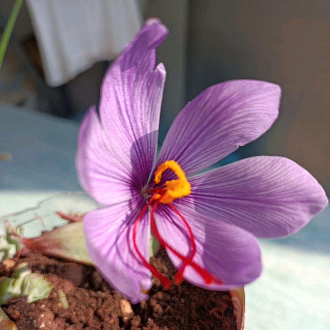 一花一草一世界