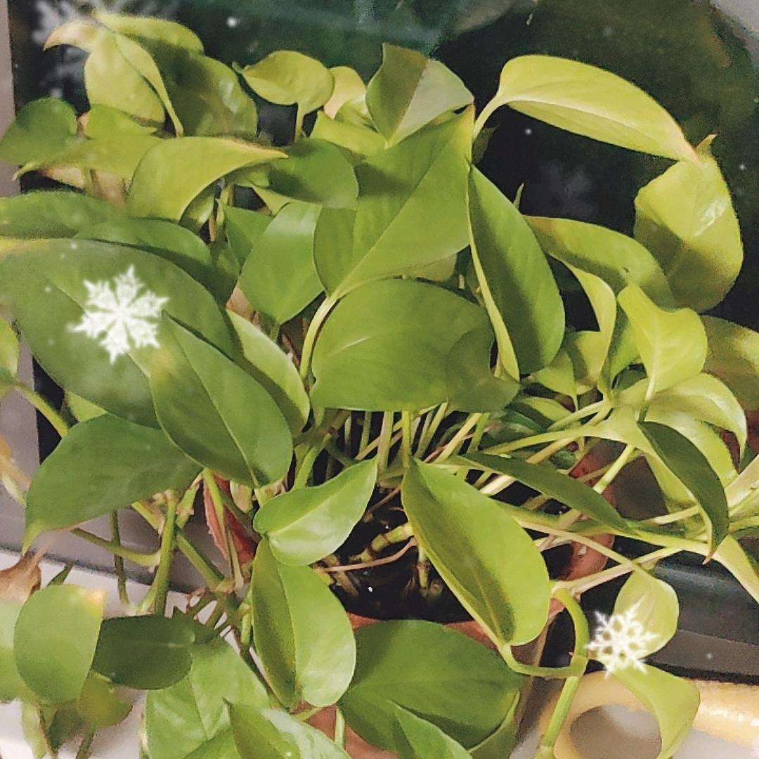梦🌹