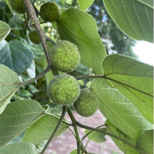 七星关区构树加工场