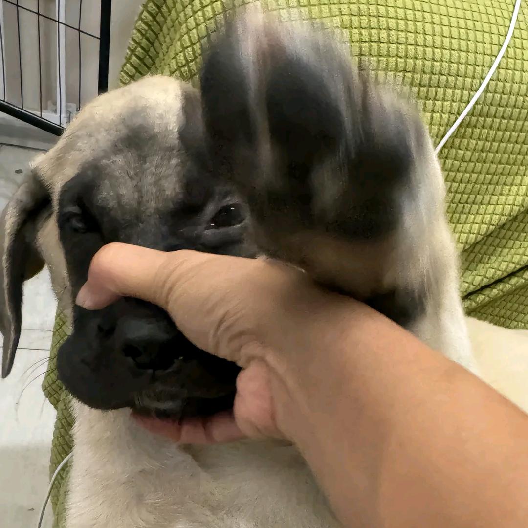 美味鸡脆片海猪