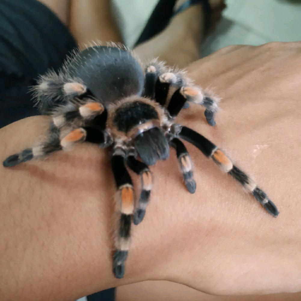 🕷️蜘蛛