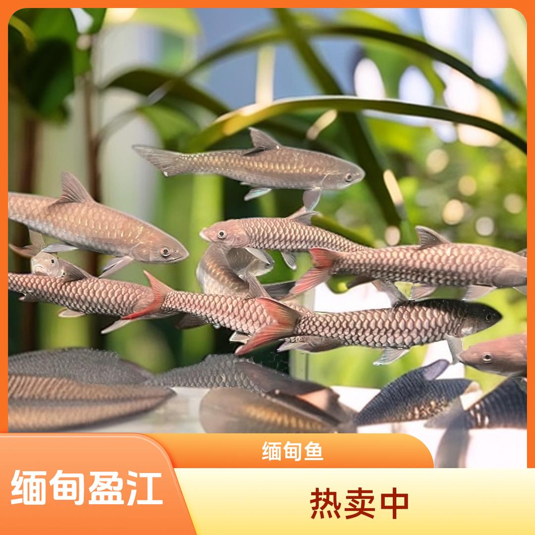 全优蓝吉罗水族馆