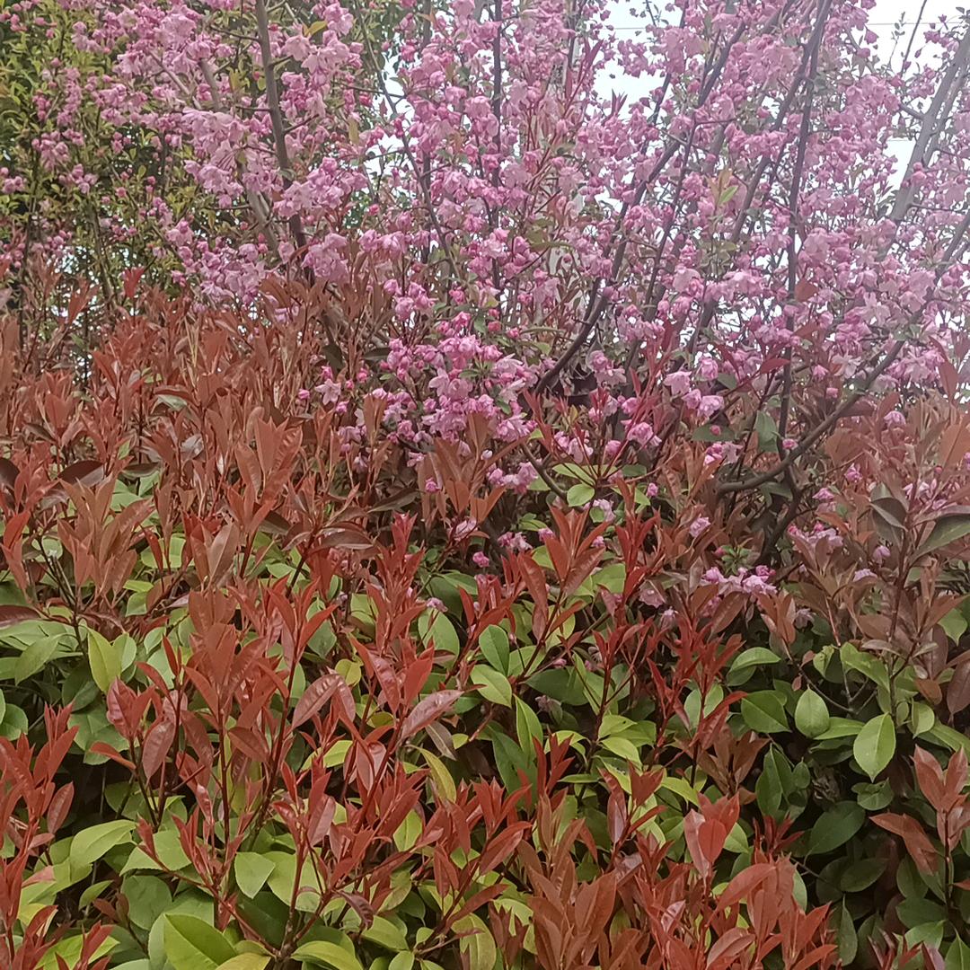 思意