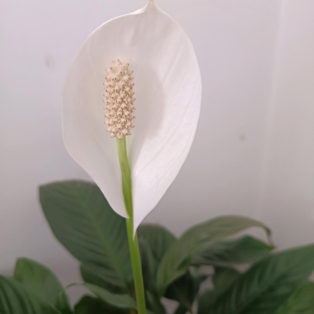 你慢一拍？
