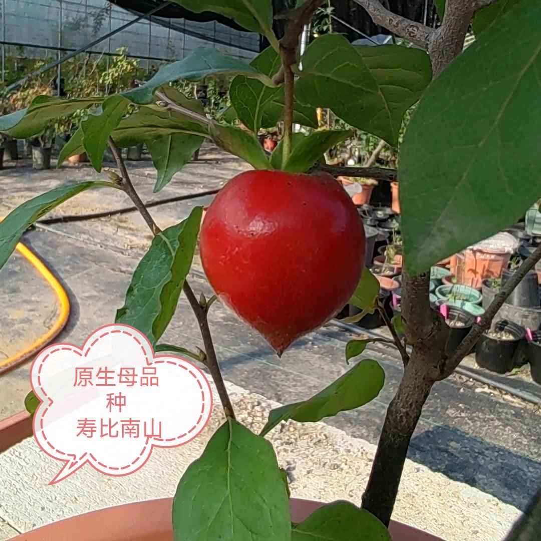 吴宛霏（淡雅盆景苑）