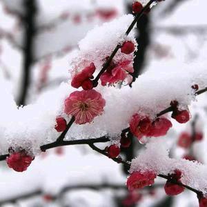 情缘再现