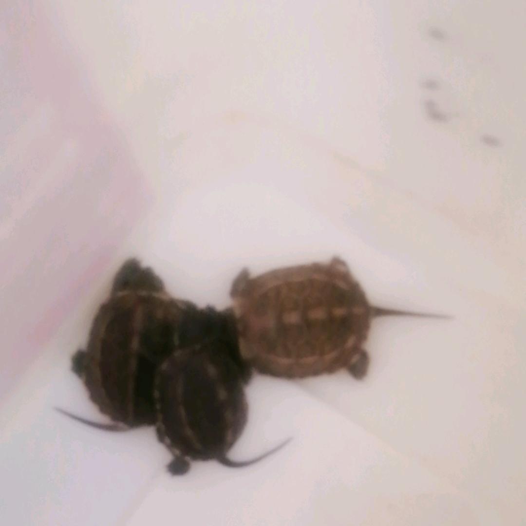 可爱的小龟🐢（小梨）