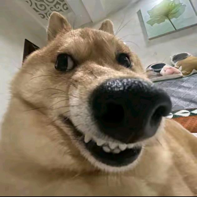 头像是卓阳本人