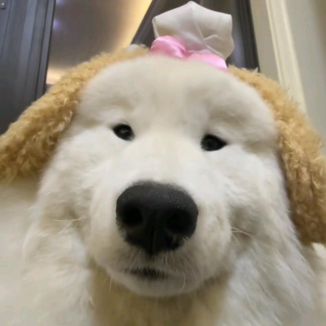 小汪不是小王