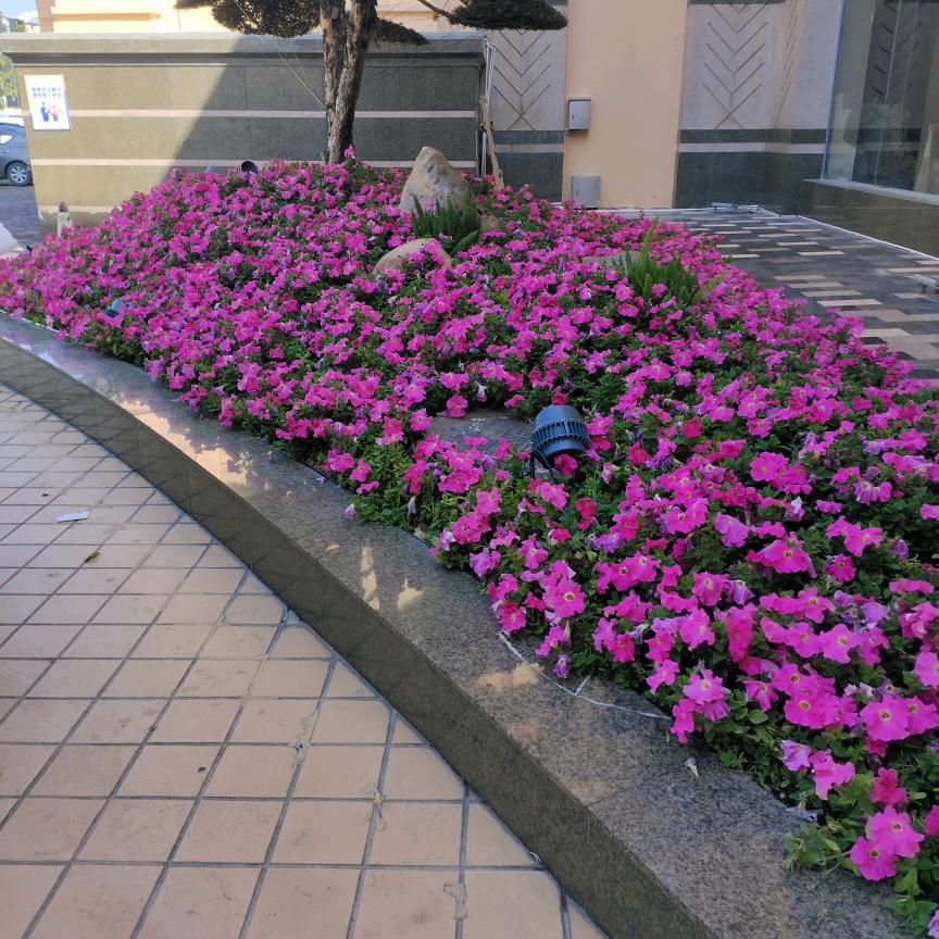 奔跑🏃‍♀️海洋之州