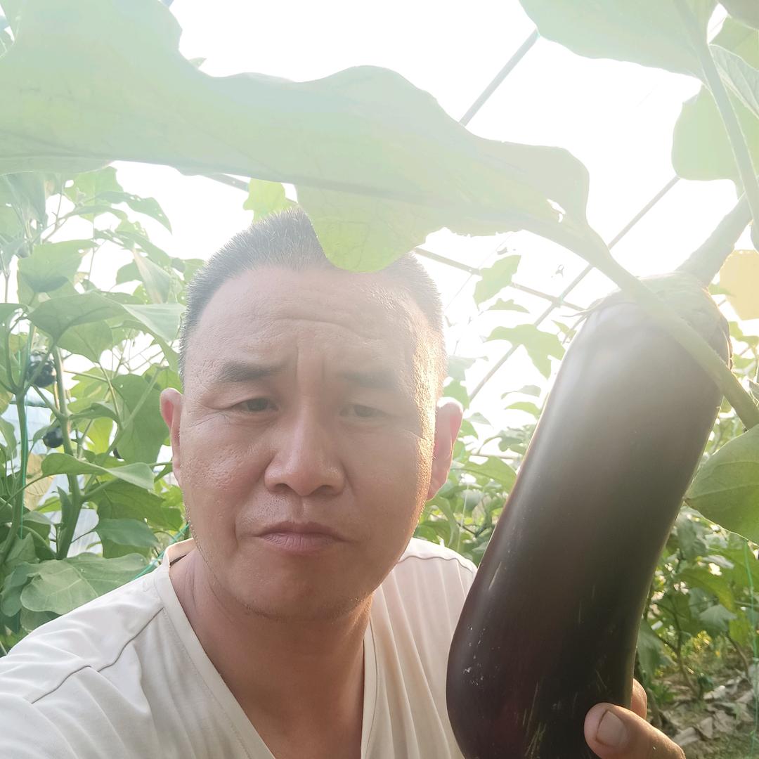 花之蜂-茄子老师