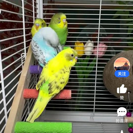 鹤岗虎皮鹦鹉养殖场