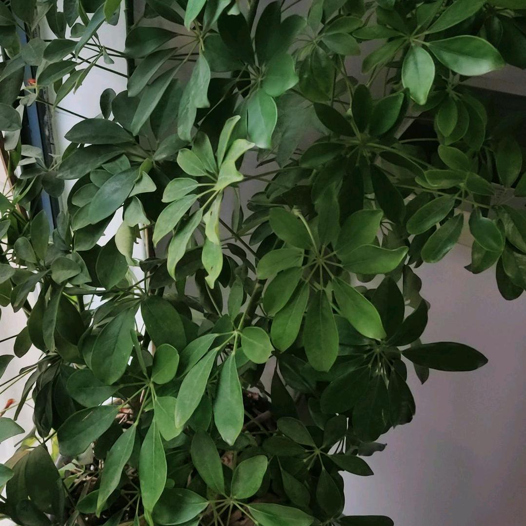 飞翔的翅膀（手势舞）