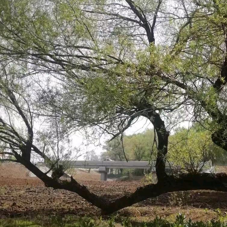 高中数学刘老师