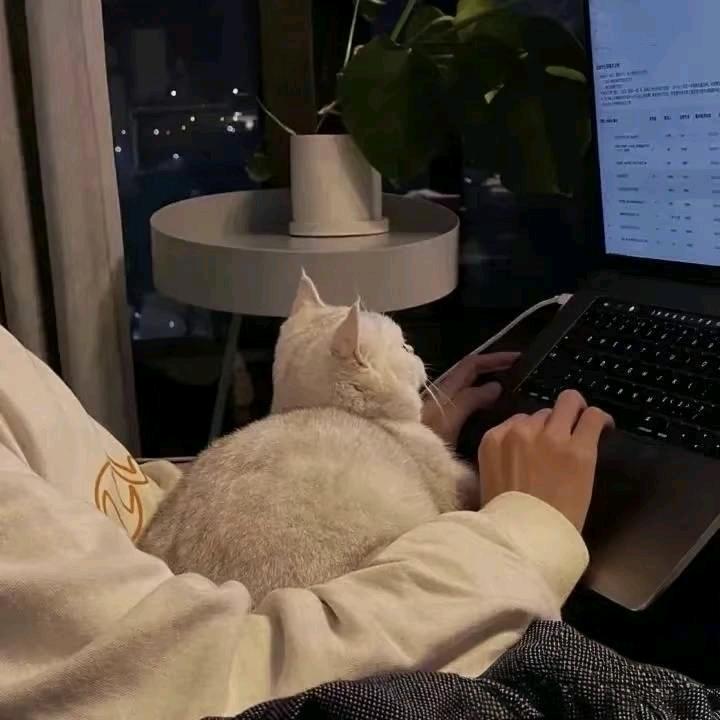 花开了嘛