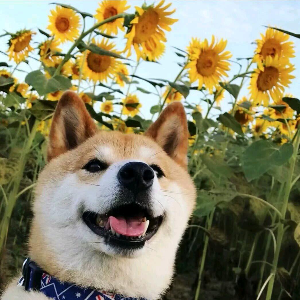 懒大王y