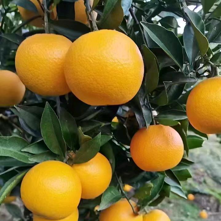王乐荣