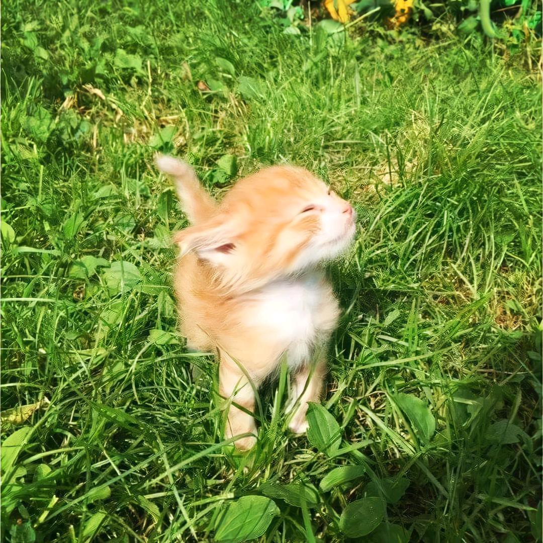 顺欣声音小
