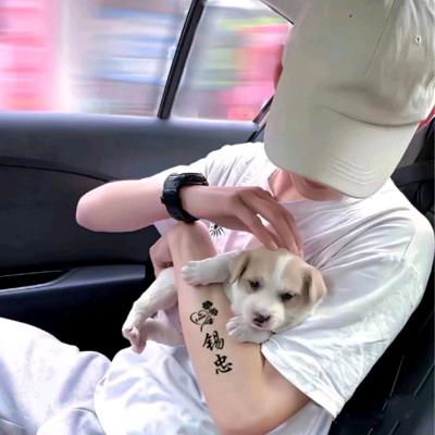 小马