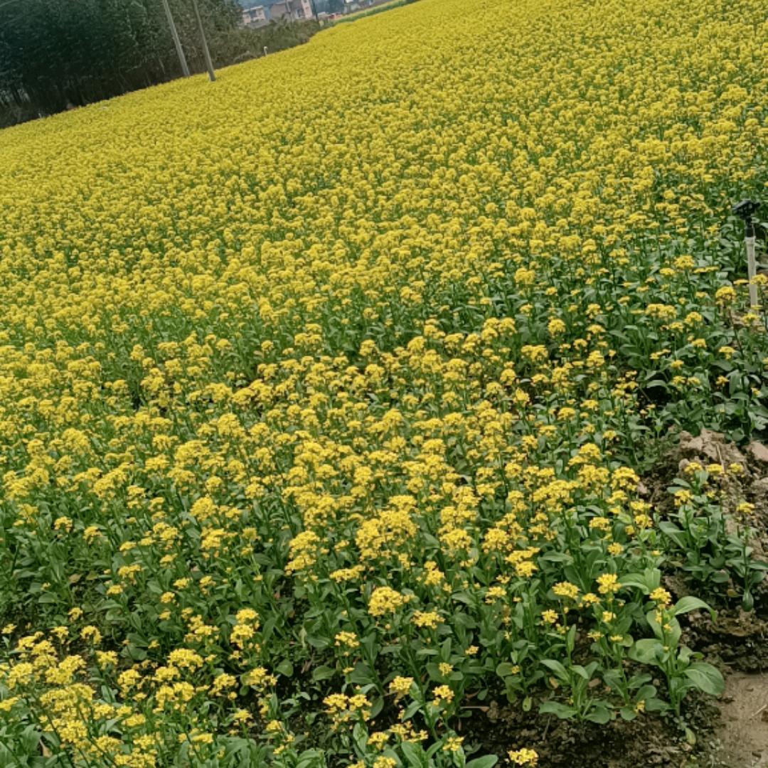 大白菜
