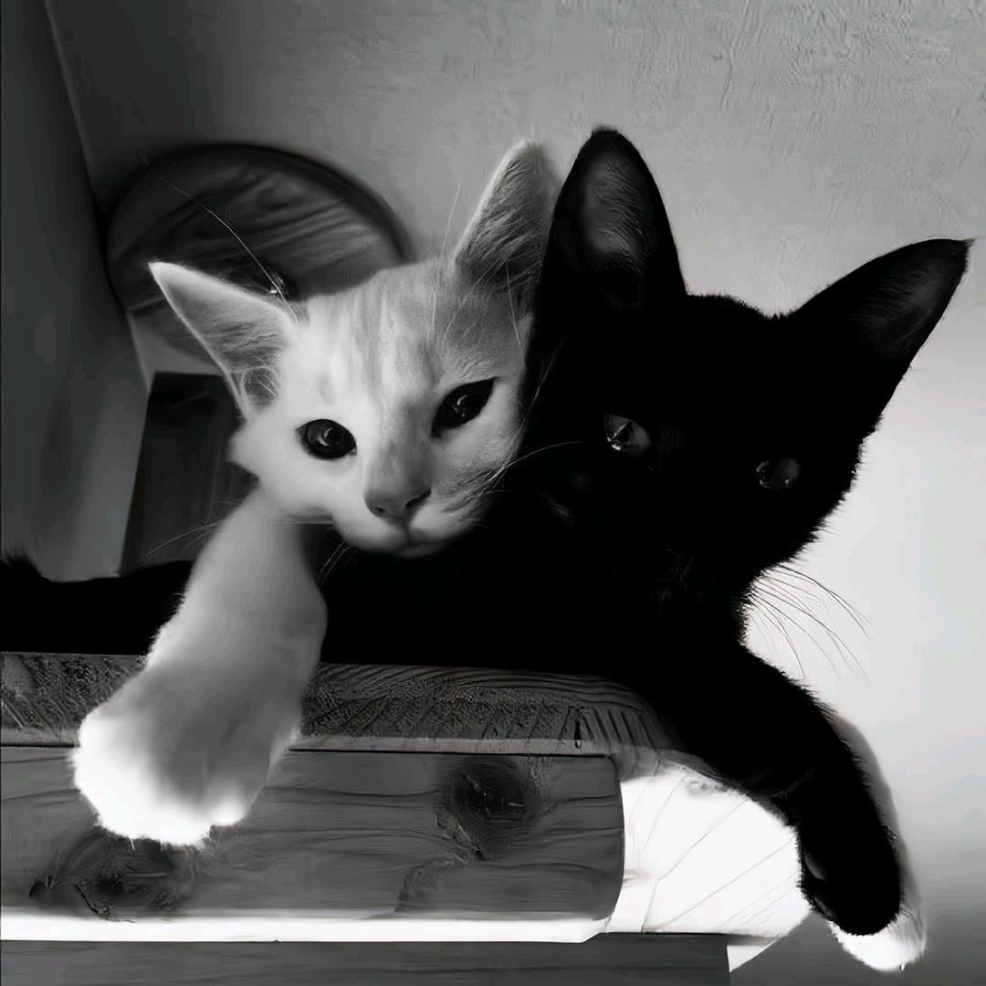 N1009（杂七杂八版