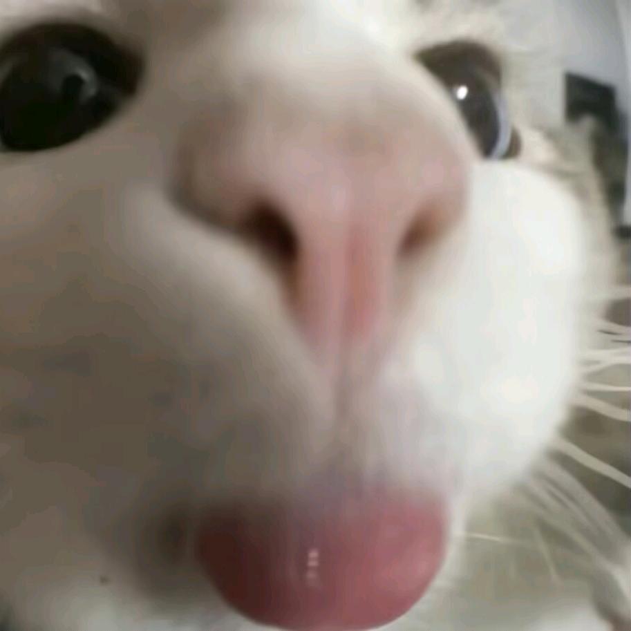 酒酿圆子喝不醉