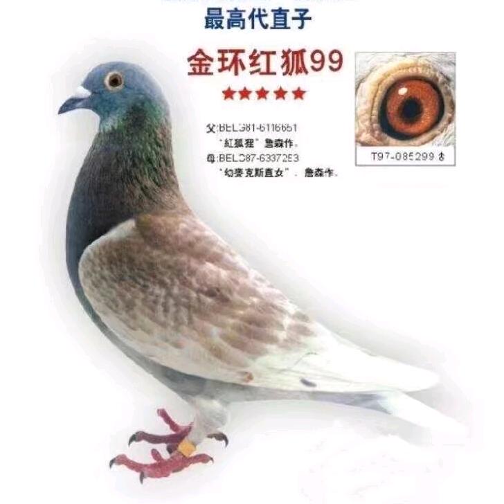 天外天团队咔咔鸽