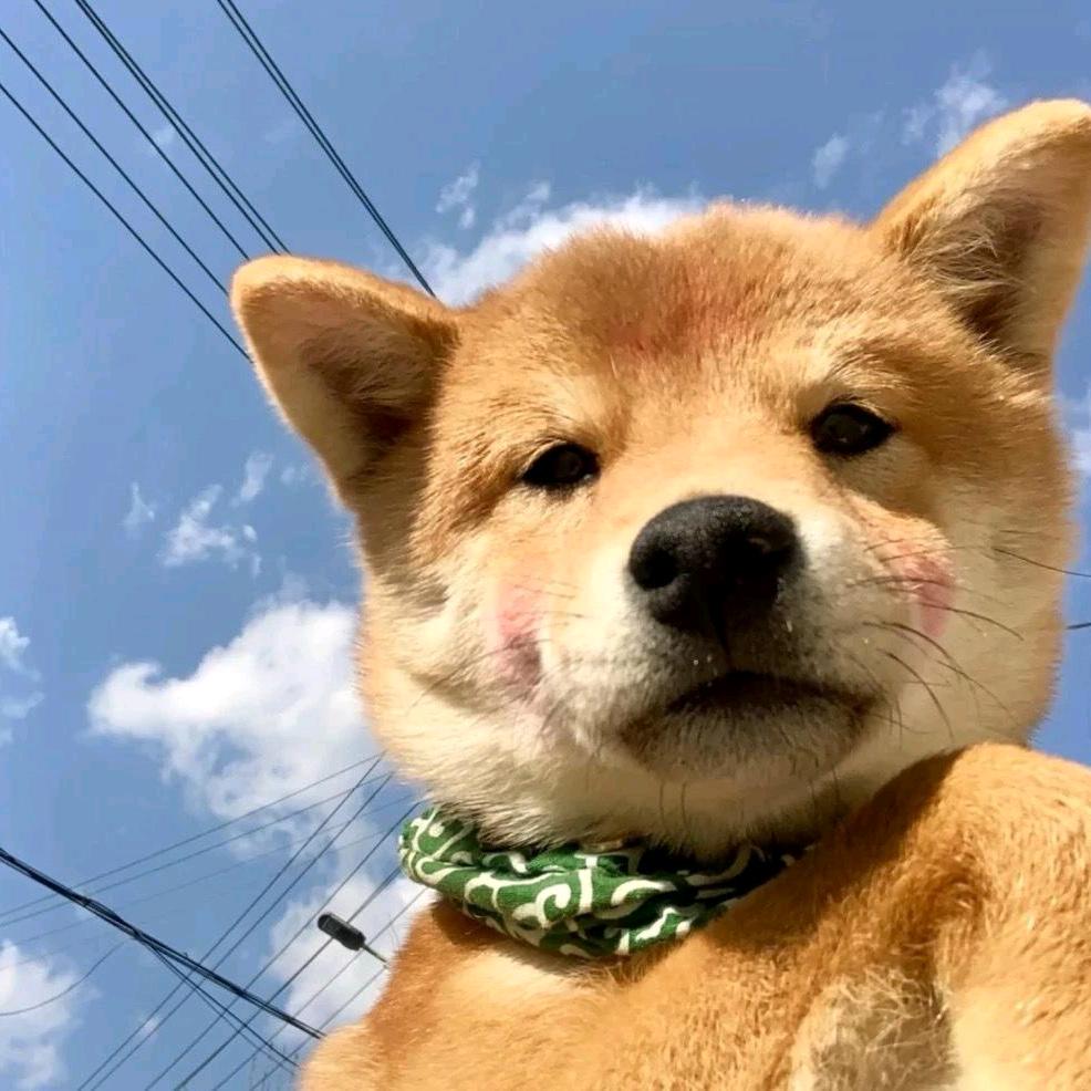虫子泰裤辣