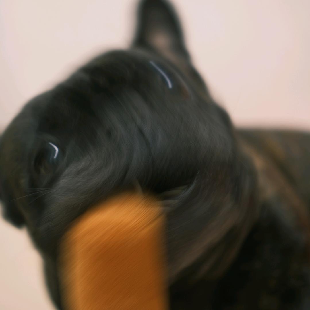 猪渐层