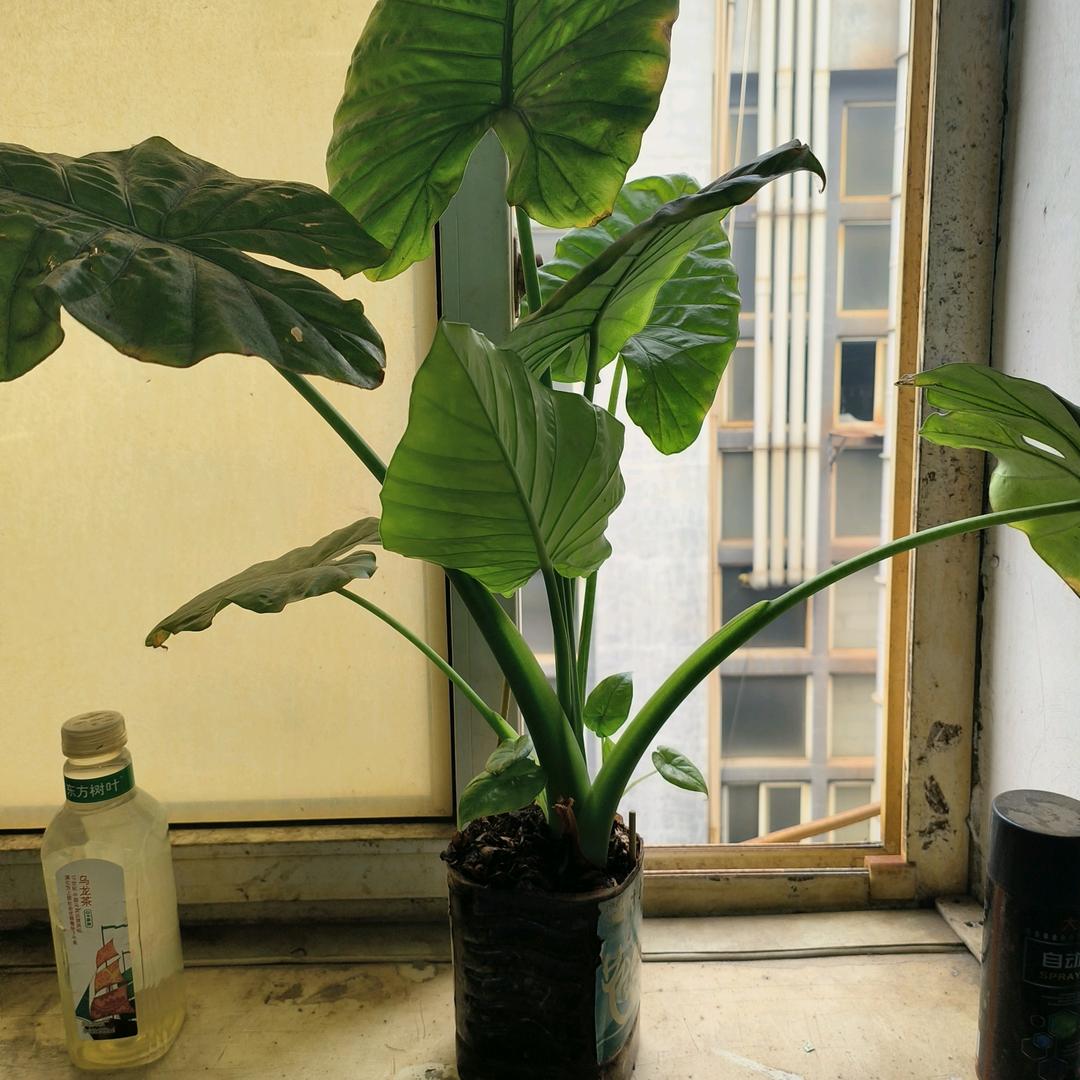 清风徐来小会(拒绝私聊》
