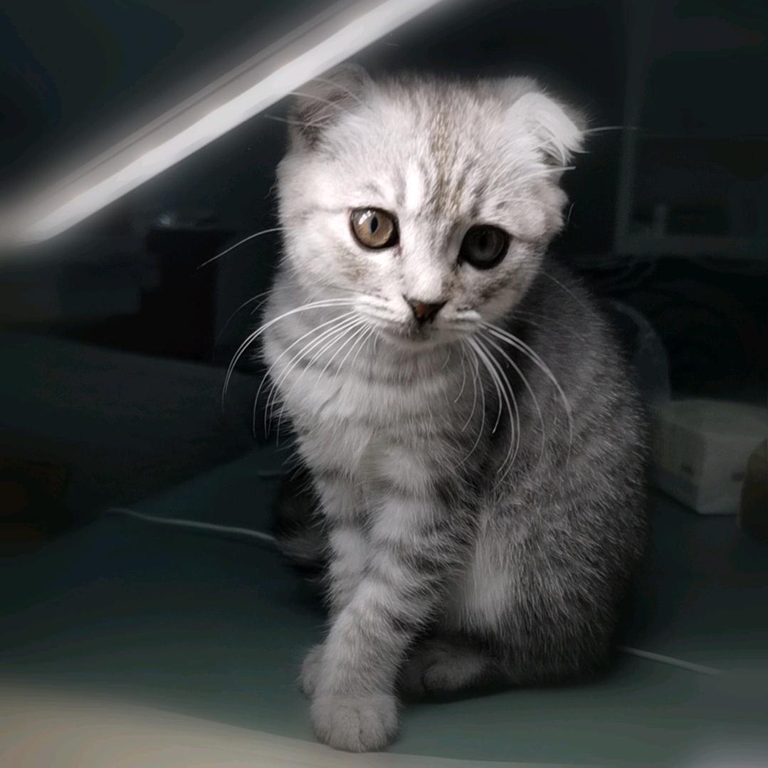 招财是只猫🐱
